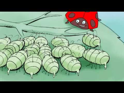 Πασχαλίτσα εναντίον Μελίγκρας (Ladybug against aphids)