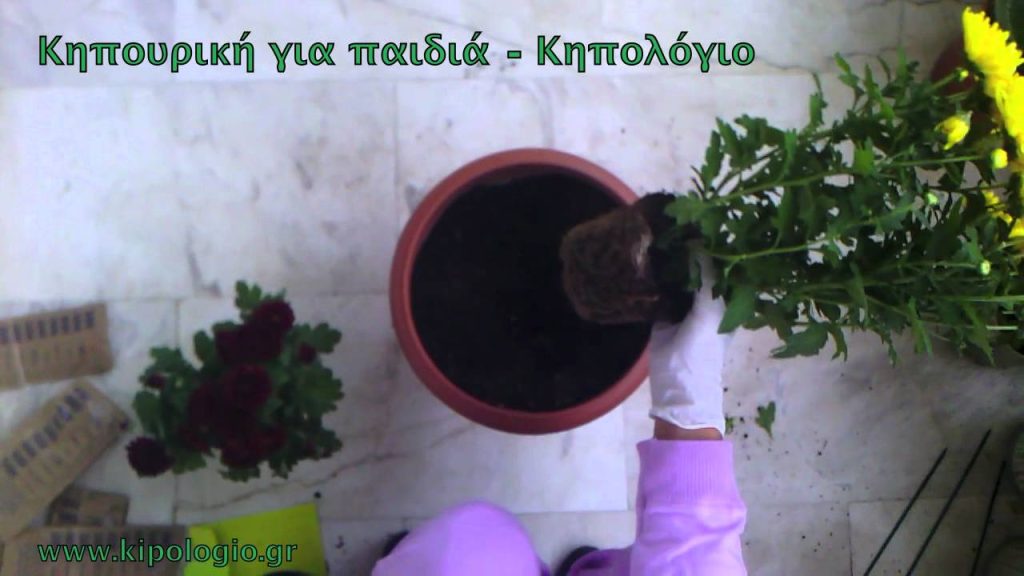 Φυτεύω χρυσάνθεμα