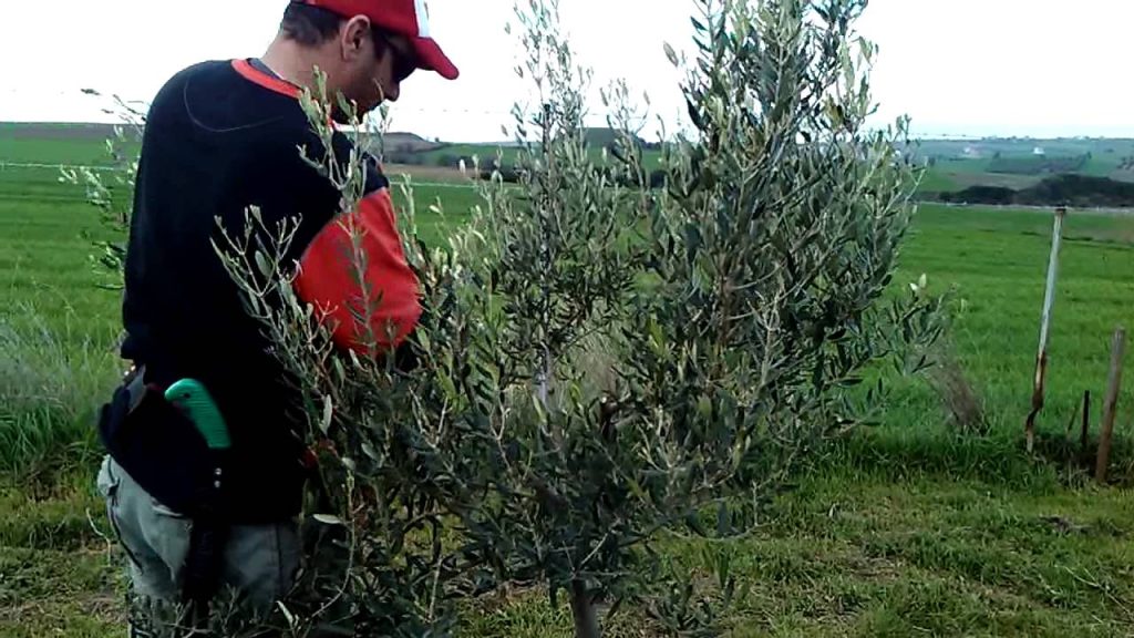 Κλάδεμα και προστασία ελιάς